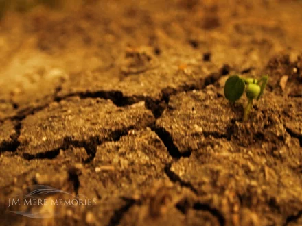 nature close-up HD Desktop Wallpaper | Background Image
