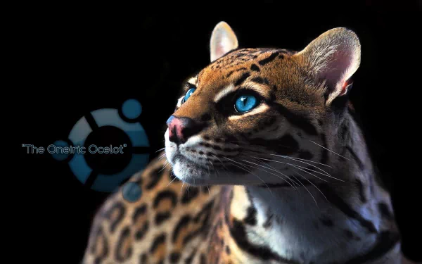 A striking HD desktop wallpaper featuring a close-up of a majestic ocelot with bright blue eyes, accented by the Ubuntu logo, showcasing the blend of technology and nature.