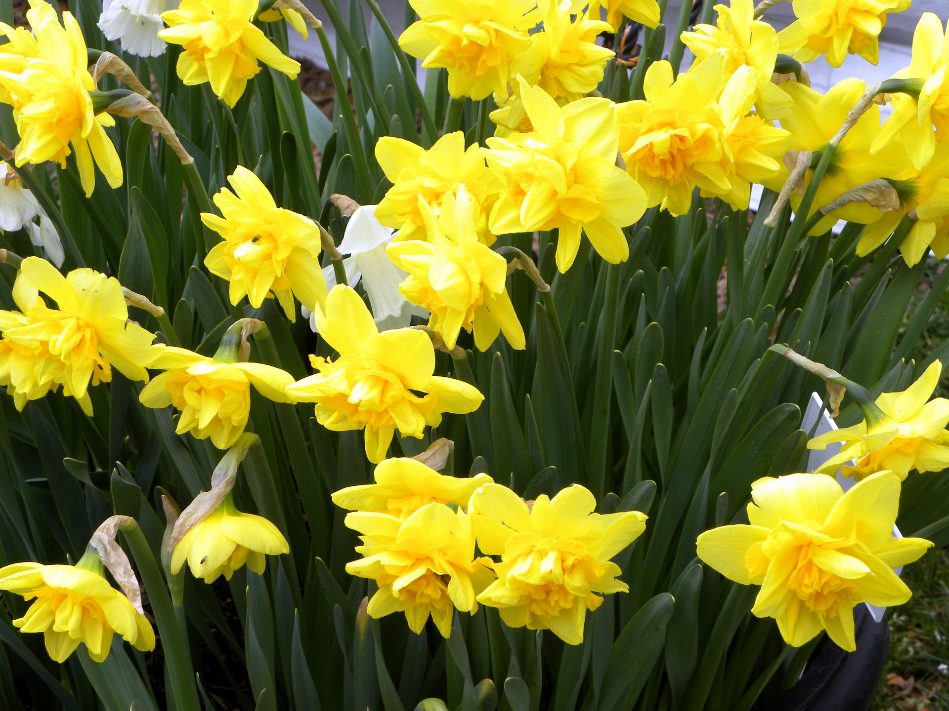 Daffodil HD Wallpaper