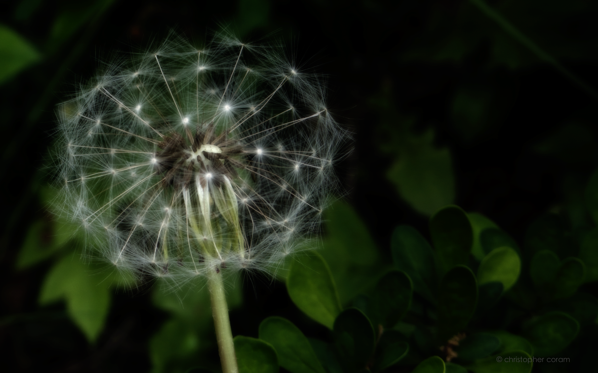 Seed Head by Crysophilax