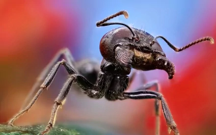 Close-up HD desktop wallpaper of an ant showcasing detailed textures and vibrant colors in the background, highlighting the animal’s intricate features.