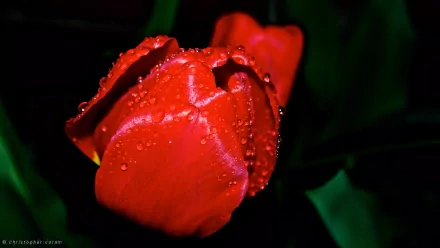 Close-up of a vibrant red tulip covered in rain droplets, showcasing detailed water drops on the petals against a dark green natural background in HD.