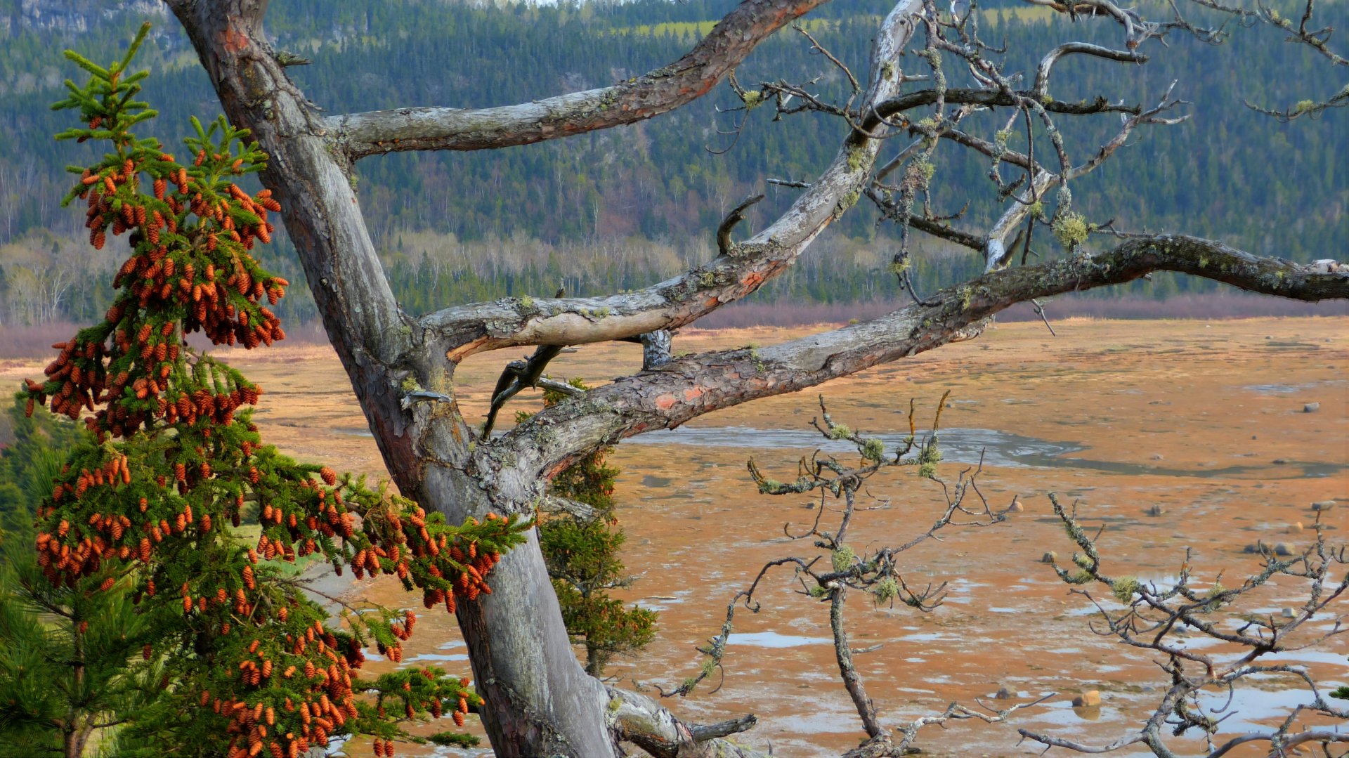 HDR photography 4K Ultra HD PC desktop wallpaper/background: gnarled, lichen-covered tree framing a copper-hued marsh and distant conifer ridge under soft light.