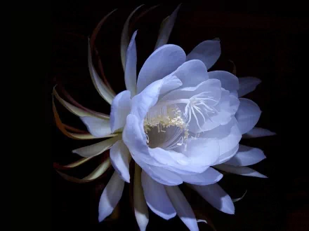 A stunning close-up of a white cactus flower against a dark background, showcasing its intricate petals and delicate beauty in a high-definition nature wallpaper.