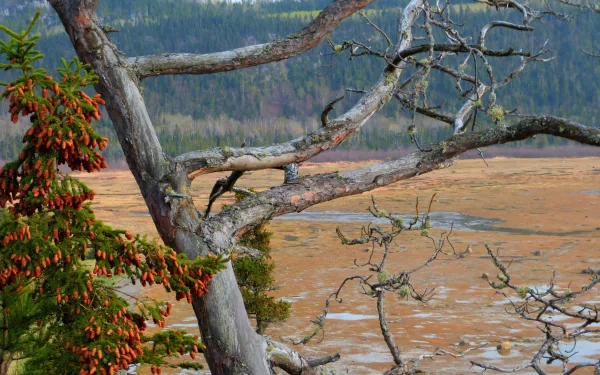 HDR photography 4K Ultra HD PC desktop wallpaper/background: gnarled, lichen-covered tree framing a copper-hued marsh and distant conifer ridge under soft light.