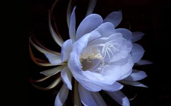 A stunning close-up of a white cactus flower against a dark background, showcasing its intricate petals and delicate beauty in a high-definition nature wallpaper.