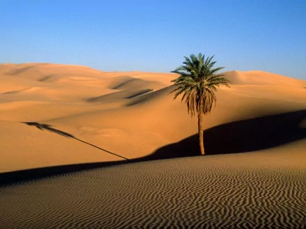 A lone palm tree stands in the middle of expansive sand dunes under a bright blue sky in a high-definition desert landscape, making for a stunning desktop wallpaper and background.