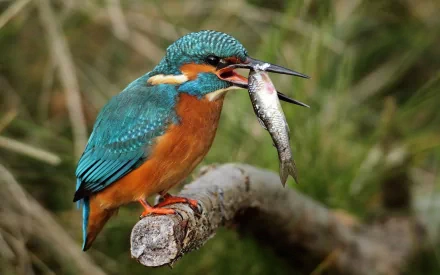 HD PC desktop wallpaper featuring a vibrant kingfisher bird perched on a branch, holding a fish in its beak against a natural blurred background.