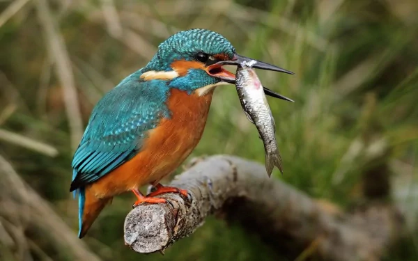 Animal kingfisher HD Desktop Wallpaper | Background Image