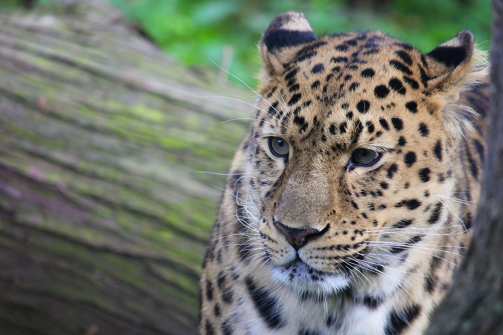 Animal Leopard HD Wallpaper