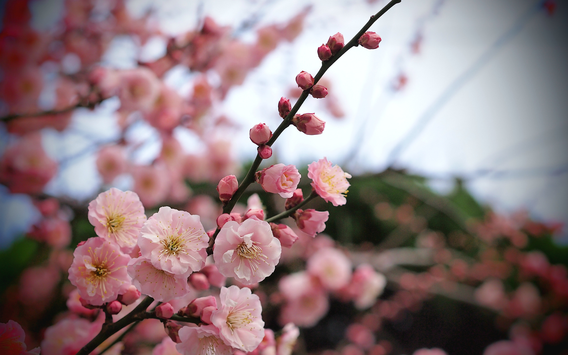 Nature Blossom HD Wallpaper