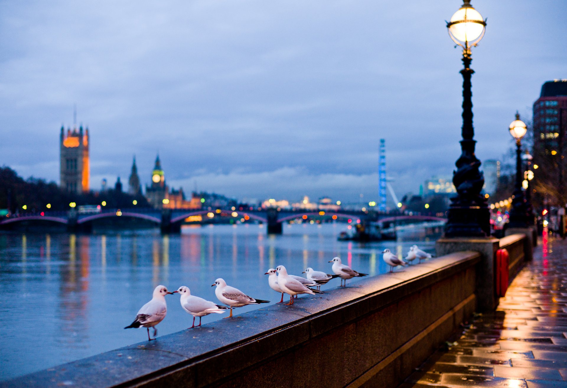 HD PC desktop wallpaper featuring a row of seagulls perched on a riverside railing with a city skyline and evening lights in the background.