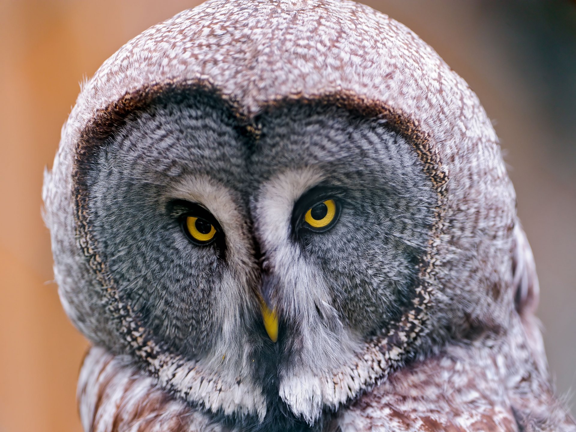 Great grey owl close-up with intense yellow eyes — 2K Quad HD PC desktop wallpaper background, detailed bird portrait.
