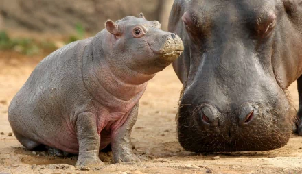 HD PC desktop wallpaper featuring a close-up of a baby hippo beside an adult hippo on sandy ground.