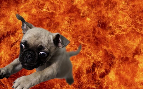 Animal Dog Dogs Fire Flame HD Wallpaper | Background Image