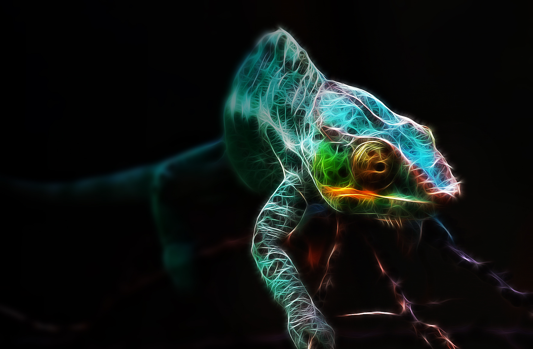 Animal Chameleon HD Wallpaper | Background Image