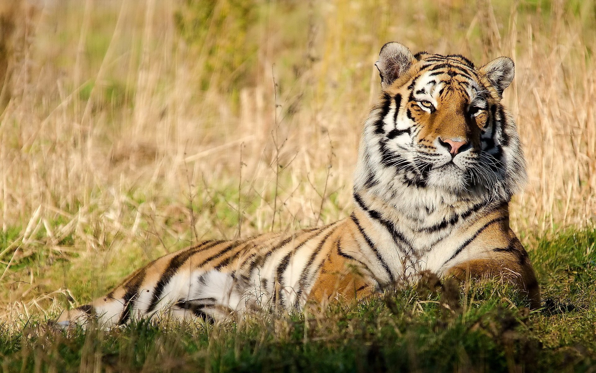 Download Animal Tiger HD Wallpaper