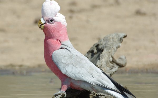 Animal Galah Birds Cockatoos HD Wallpaper | Background Image