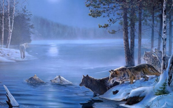 Animal Wolf Wolves Winter HD Wallpaper | Background Image