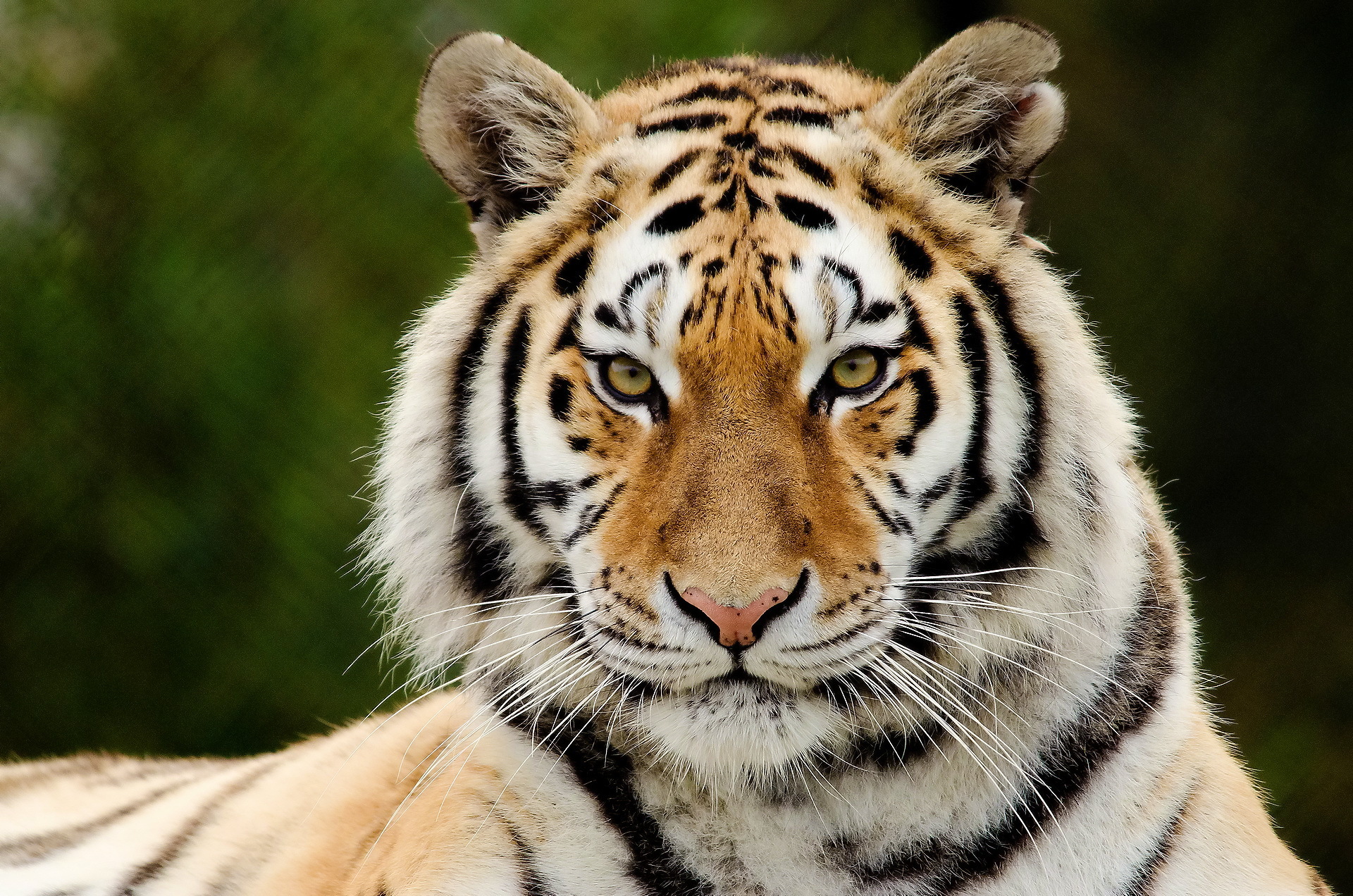 Tiger HD Wallpaper | Background Image | 1920x1272