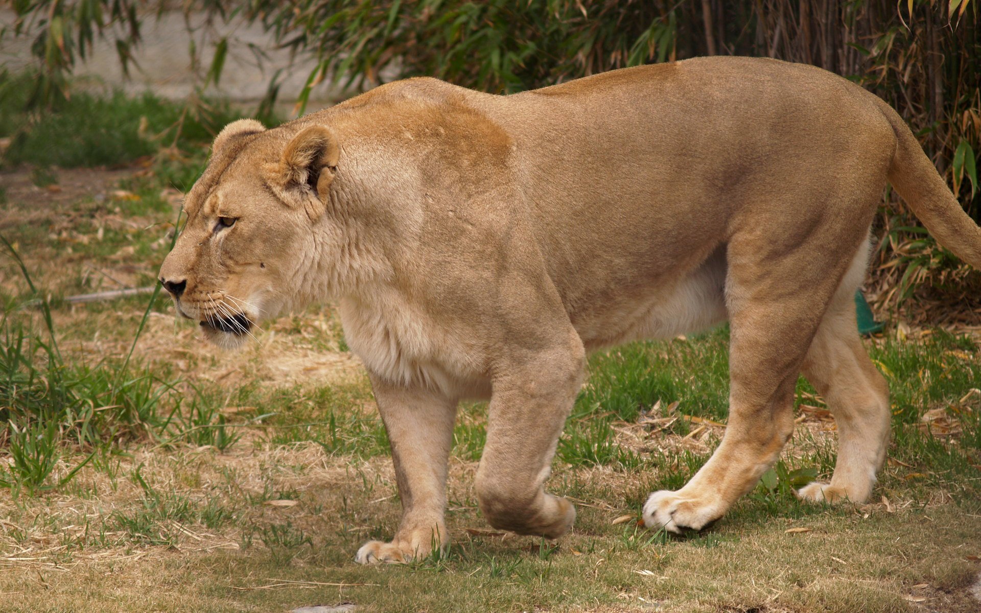 Download Lioness Animal Lion  HD Wallpaper