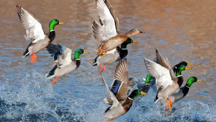 A group of mallard ducks flying low over water, captured in sharp HD detail as splashes rise beneath their wings.