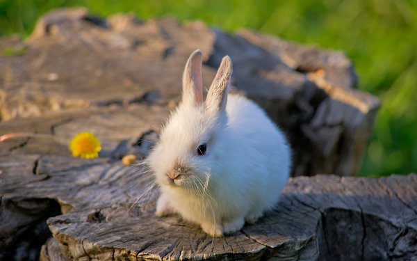 The Black Mustache Rabbits HD Wallpaper | Background Image | 1920x1200