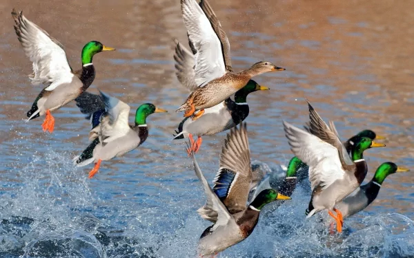 A group of mallard ducks flying low over water, captured in sharp HD detail as splashes rise beneath their wings.