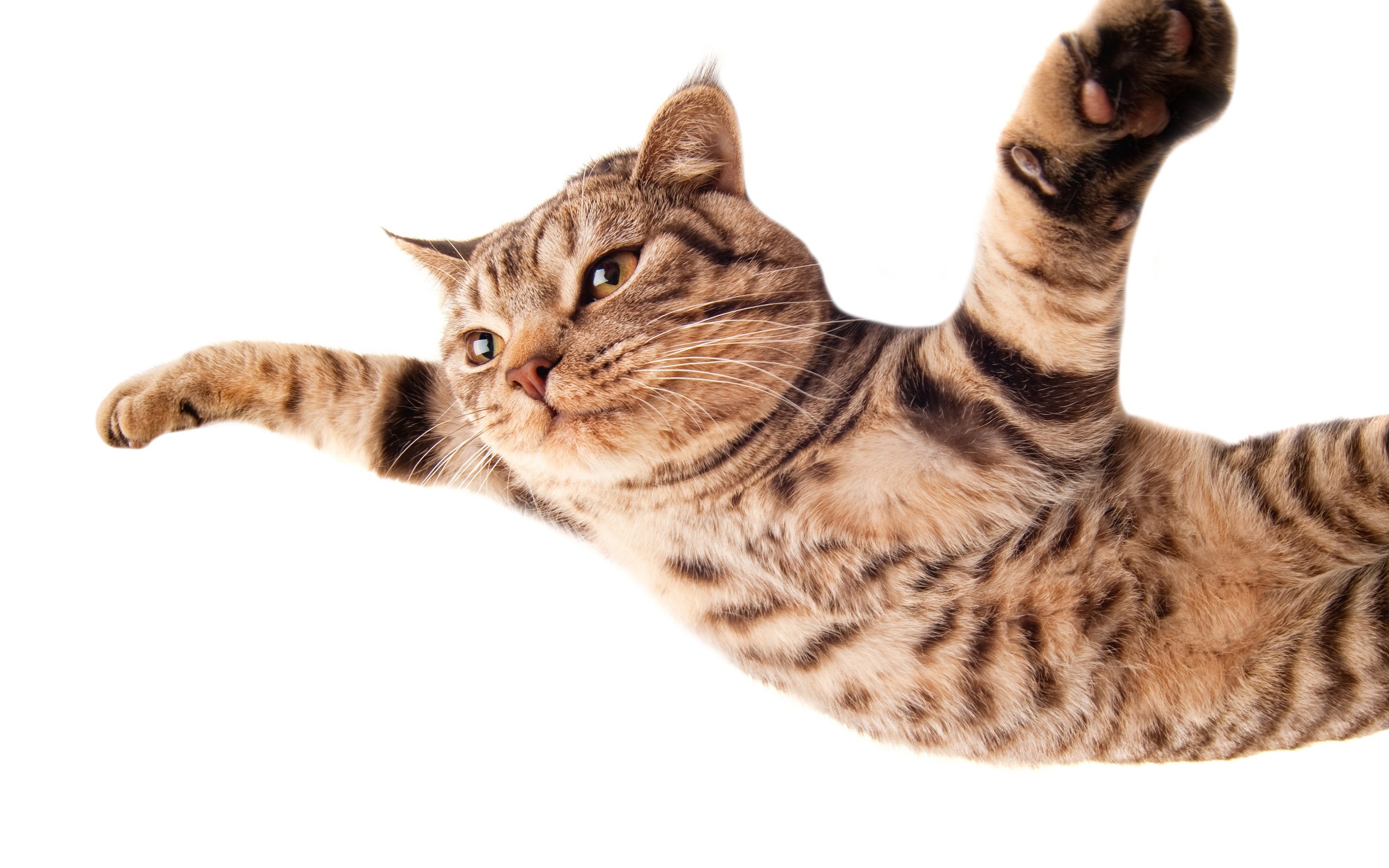 23+ Funny Cat Gif Png Background