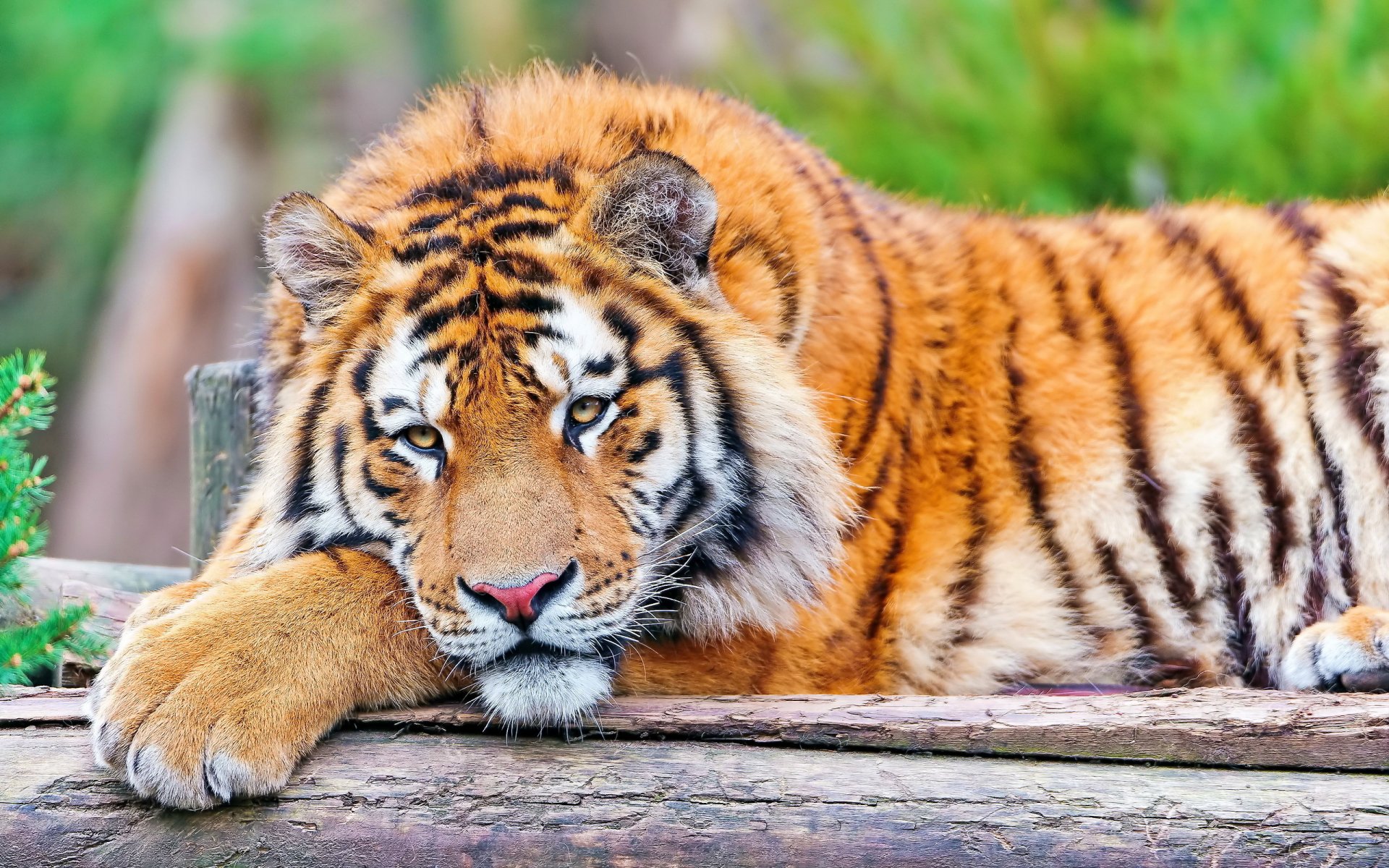 Download Animal Tiger HD Wallpaper