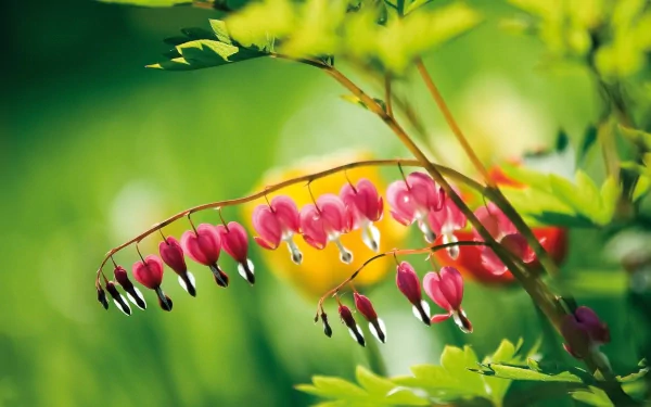 A close-up of delicate pink bleeding heart flowers against a lush green background, showcasing the beauty of nature in a vibrant and captivating HD desktop wallpaper.