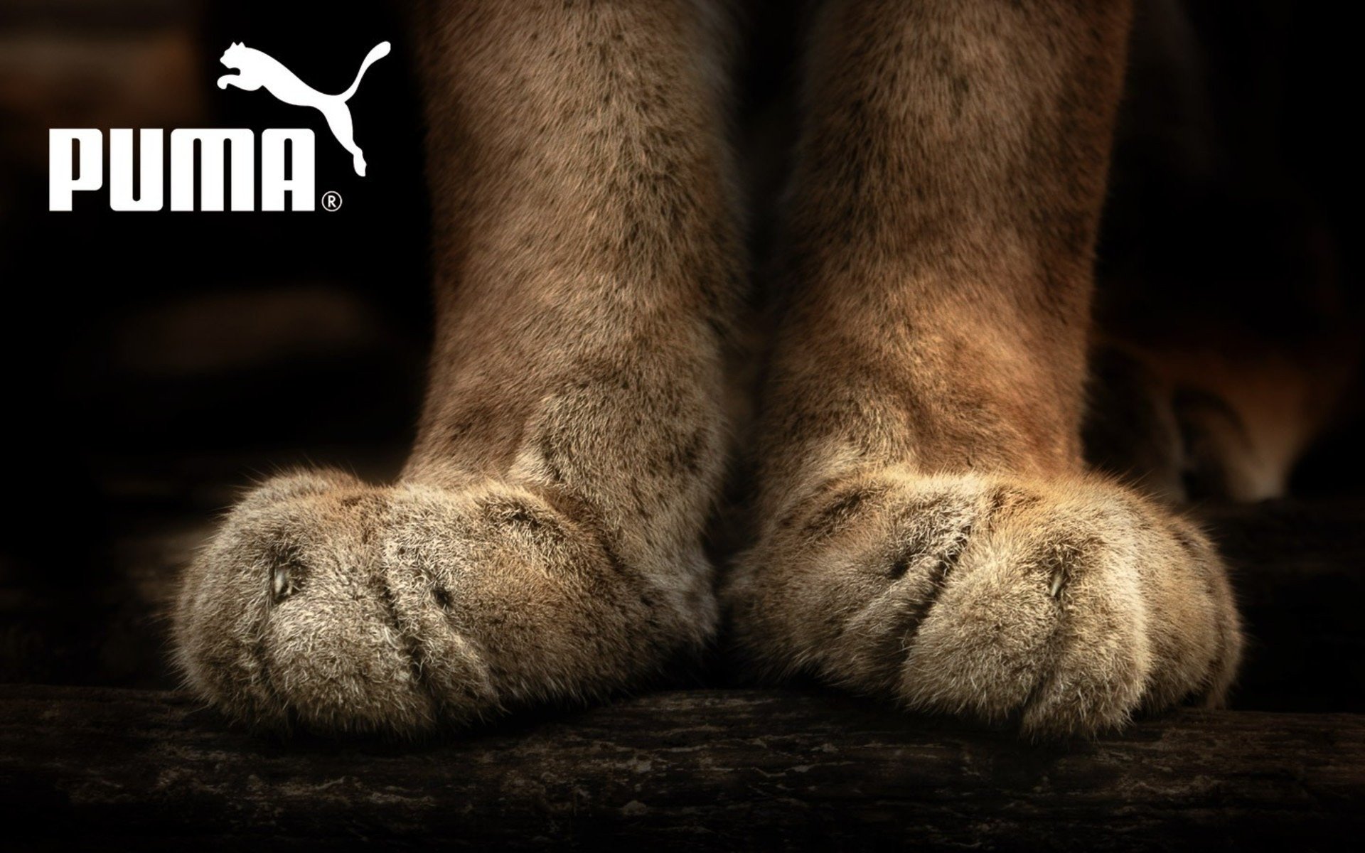 Puma Hd Wallpapers And Backgrounds