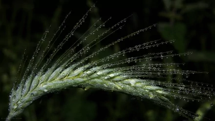 Close-up macro photography of green barley with dew and water drops, captured in high definition as a PC desktop wallpaper background.