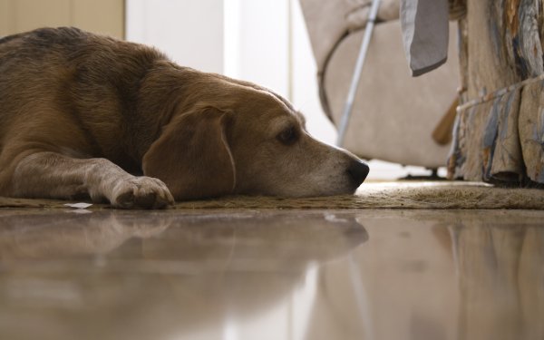Animal Beagle Dogs HD Wallpaper | Background Image