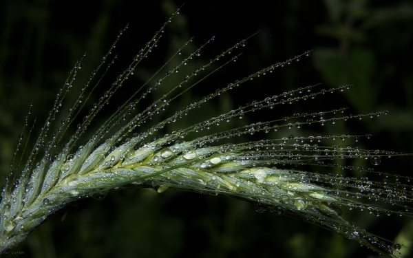Photography Macro Rain Water Drop Corn Barley Green Dew HD Wallpaper | Background Image