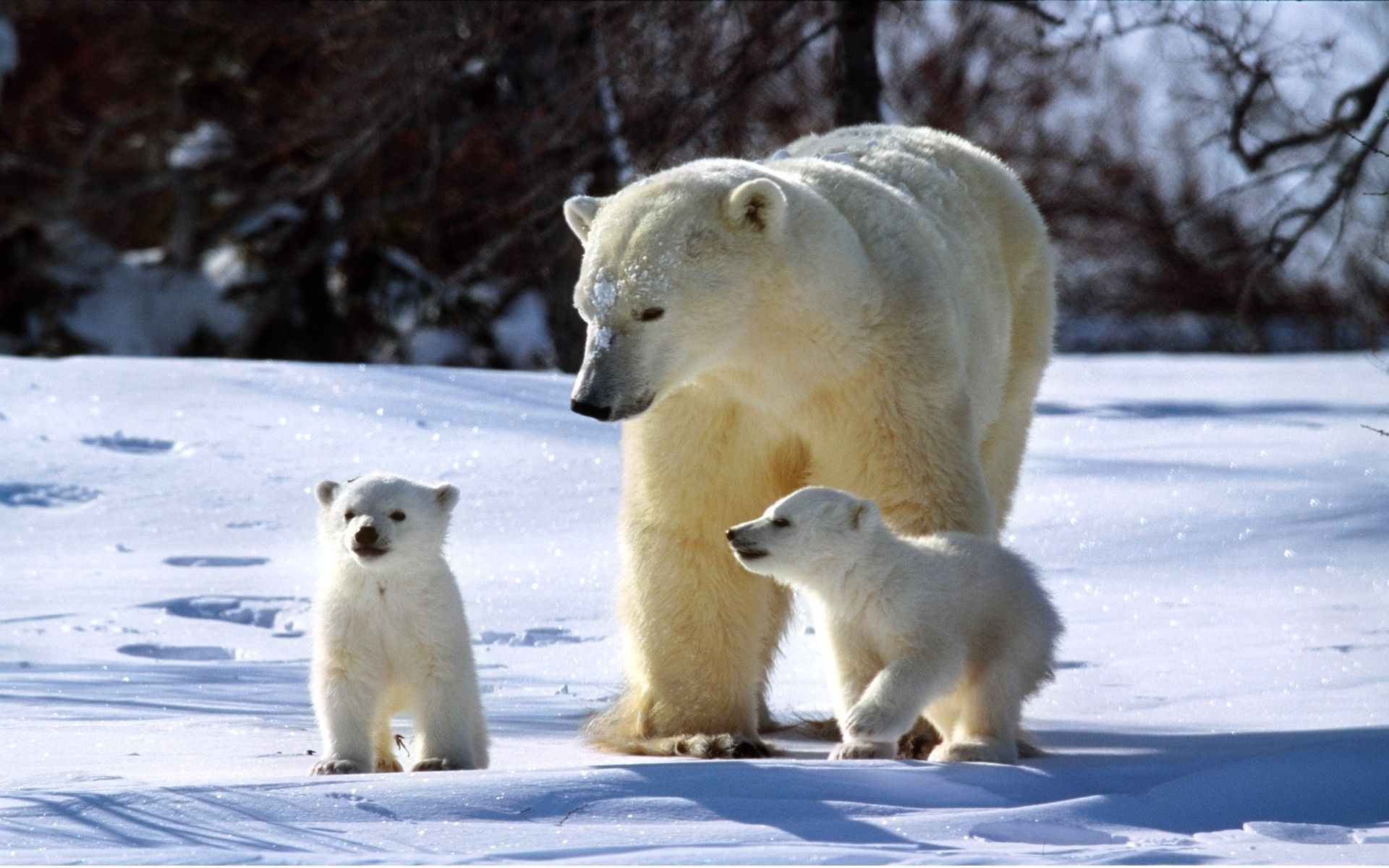Буран и медвежата. Белый медведь. Полярный медведь. Международный день полярного медведя. ,Tksq v'LD'L.