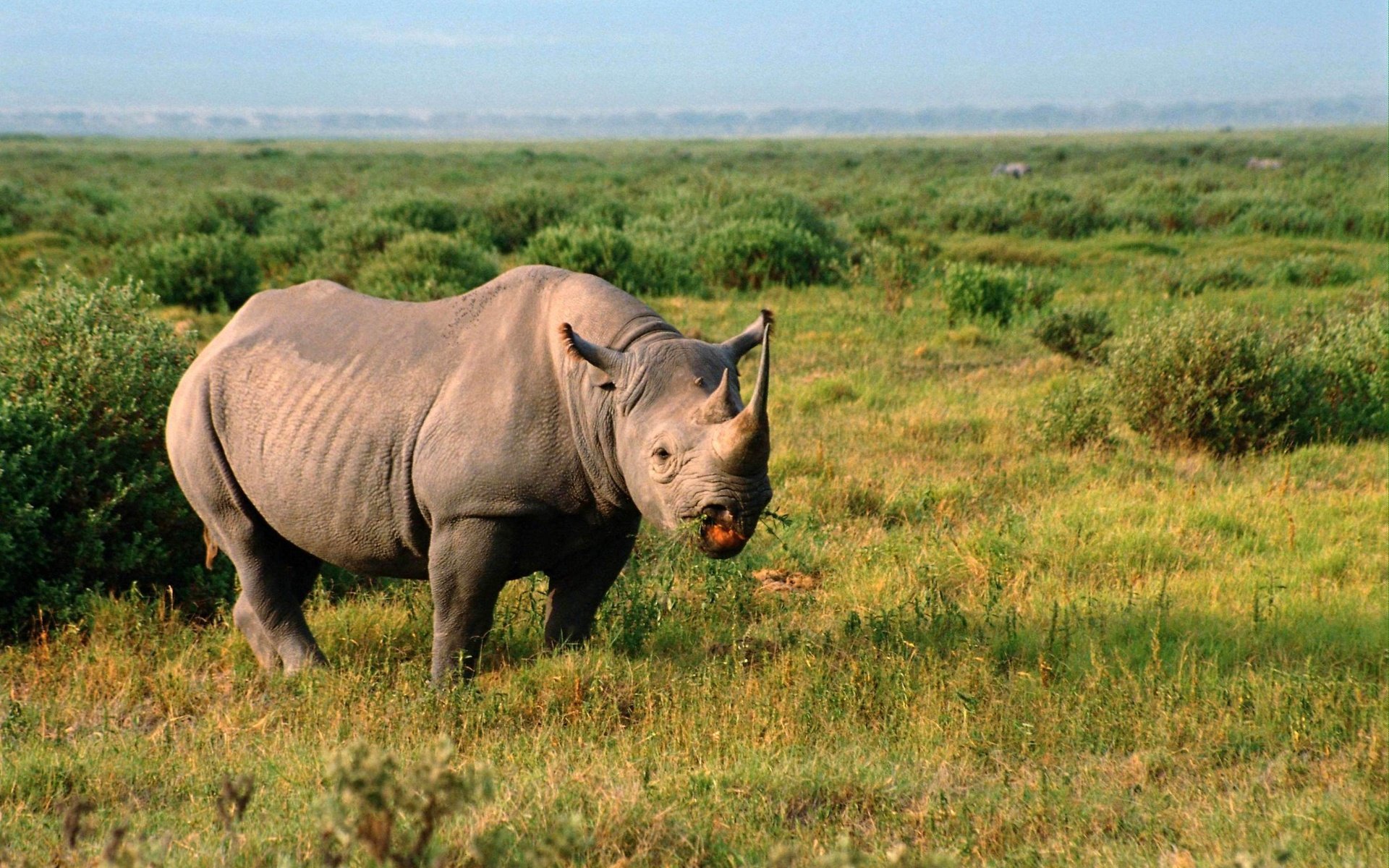 rhino download trial