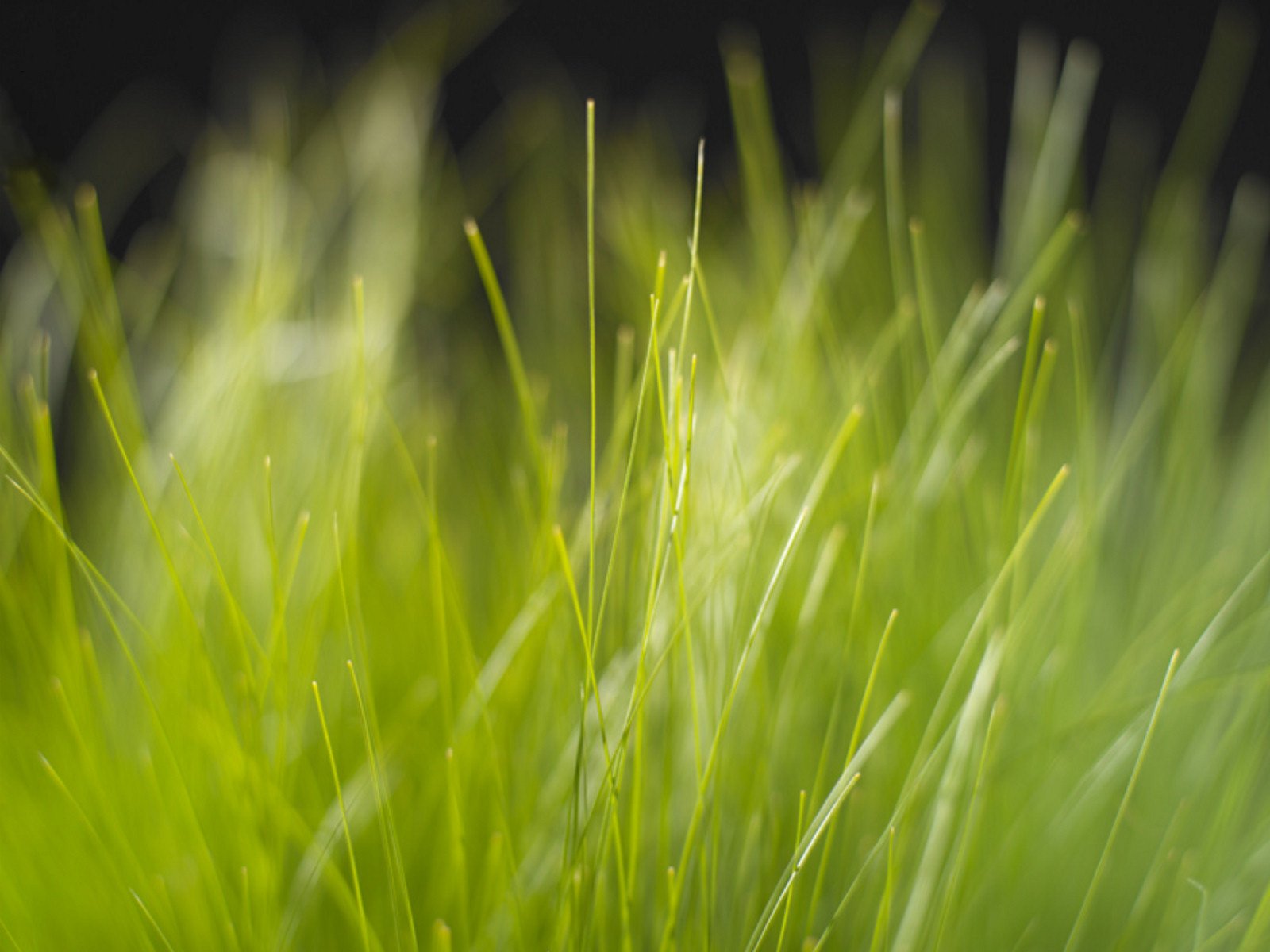 Grass Wallpaper and Background Image | 1600x1200 | ID:2548