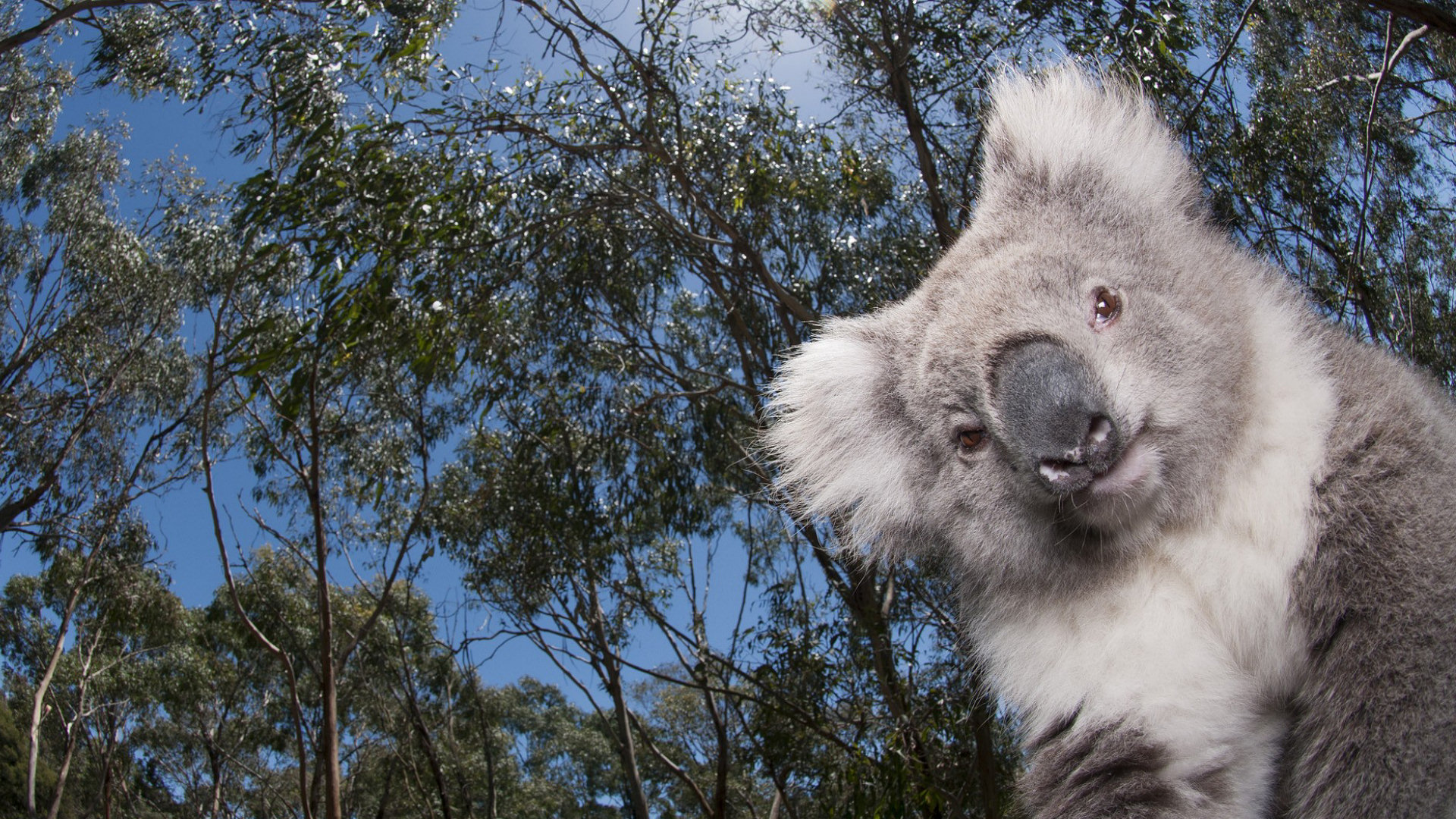 Animal Koala HD Wallpaper | Background Image