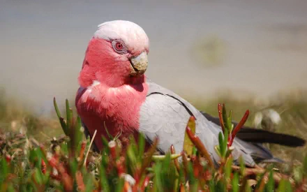 HD desktop wallpaper featuring a close-up of a pink and grey galah bird resting among green grass.