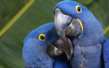 Two vibrant hyacinth macaws are positioned closely together, showcasing their striking blue feathers and bright yellow accents against a lush green background.