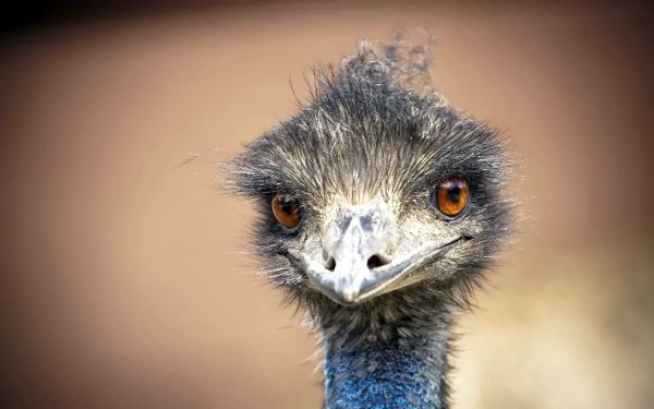 HD PC desktop wallpaper and background: close-up portrait of an emu (animal) with bright amber eyes and a blue neck against a soft brown blurred backdrop.