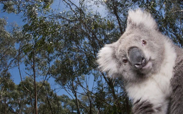 A charming koala peers curiously at the camera, framed by lush eucalyptus trees and a clear blue sky, creating a serene HD desktop wallpaper background.