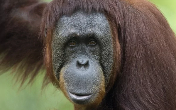 Close-up HD wallpaper of an orangutan ape, capturing detailed features and expression of this majestic monkey in a natural setting.