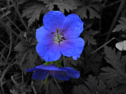 Vivid blue flower with delicate petals stands out against a grayscale leafy background in this HD PC desktop wallpaper showcasing nature's beauty.