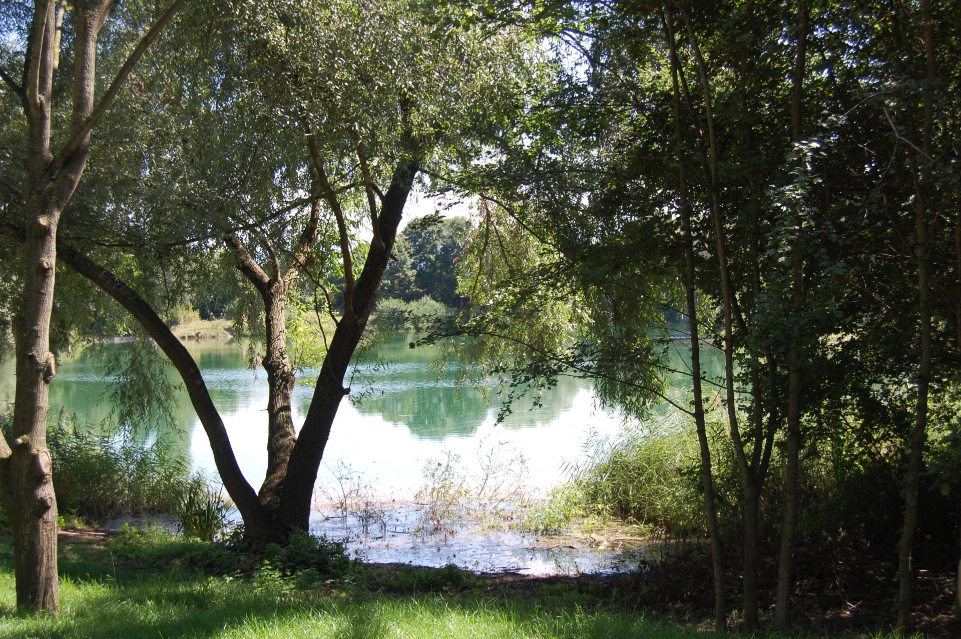 HD PC desktop wallpaper featuring a serene lake framed by lush trees and greenery, capturing the peaceful beauty of nature.