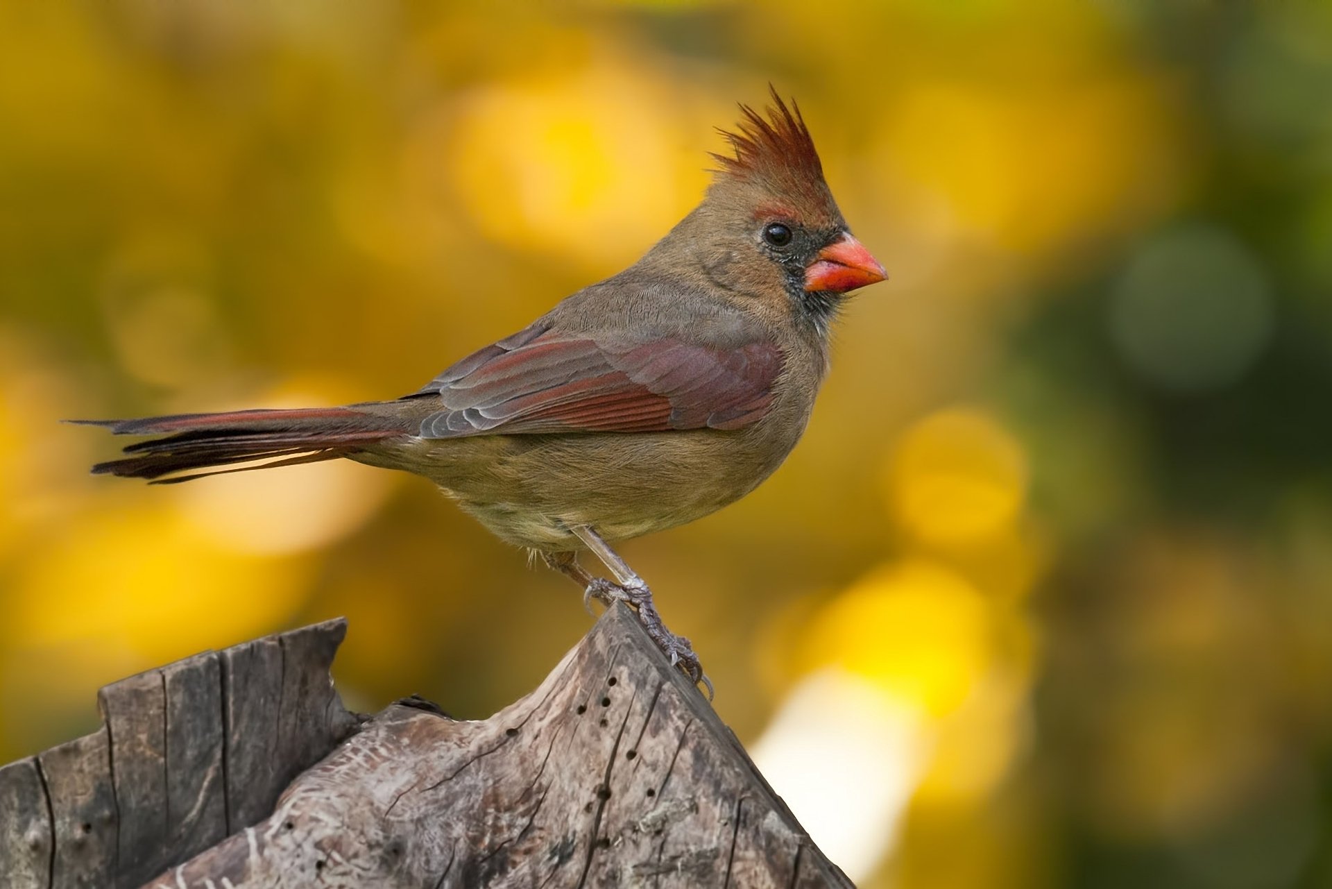 Download Animal Cardinal HD Wallpaper