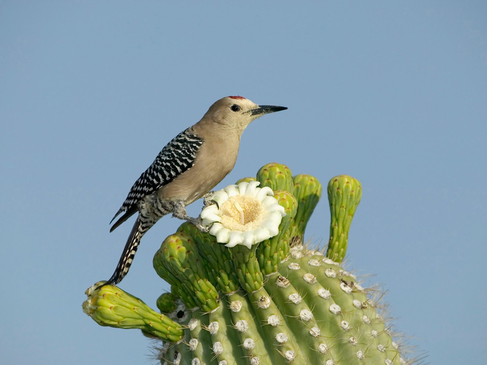 Animal Woodpecker HD Wallpaper | Background Image