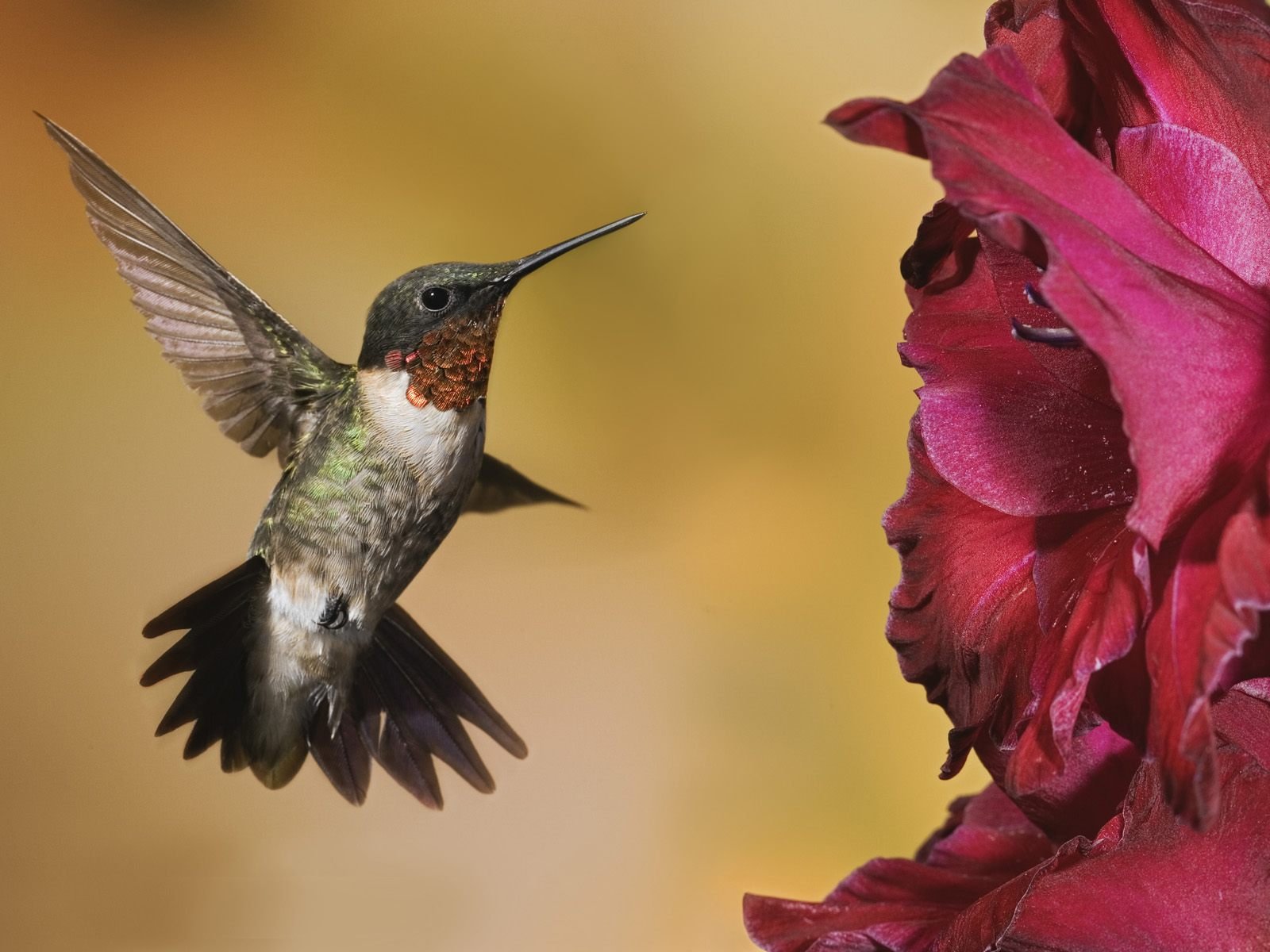 HD PC desktop wallpaper featuring a close-up of a hummingbird in mid-flight near a vibrant pink flower.