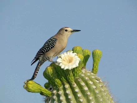HD wallpaper featuring a woodpecker perched on a cactus, surrounded by green buds and a white flower, against a clear blue sky background.
